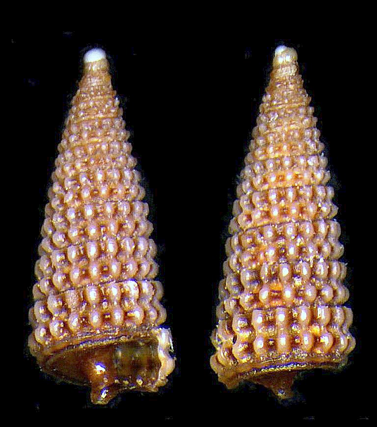 Cerithiopsidae